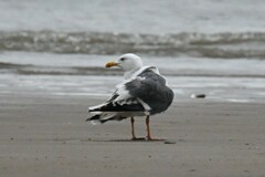 Larus argentatus mongolicus