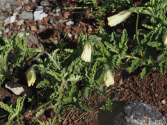 Monsonia