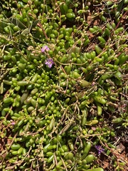 Calandrinia polyandra