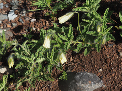 Monsonia