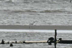 Recurvirostra avosetta