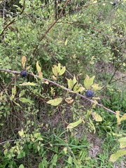 Prunus spinosa