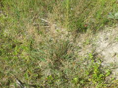 Agrostis