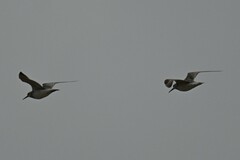 Calidris tenuirostris