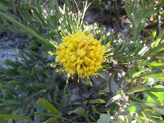 Leucospermum tomentosum