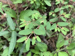Euphorbia anychioides