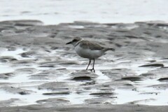 Charadrius dealbatus