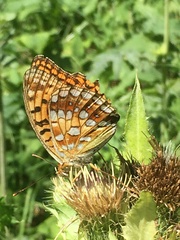 Argynnis adippe