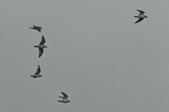 Charadrius dealbatus