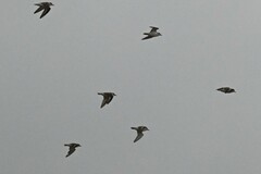 Charadrius dealbatus