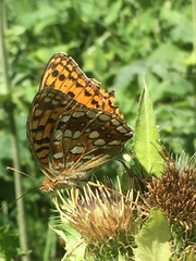 Argynnis adippe