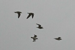 Charadrius dealbatus