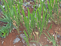 Acalypha depressinerva