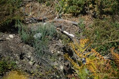Ulex europaeus