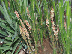 Acalypha depressinerva