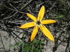 Pauridia linearis