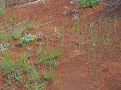 Kohautia amatymbica