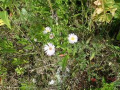 Symphyotrichum novi-belgii