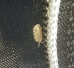 Armadillidium versicolor