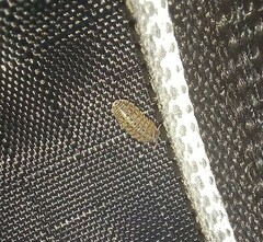 Armadillidium versicolor