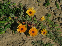 Cleretum bellidiforme