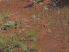 Kohautia amatymbica