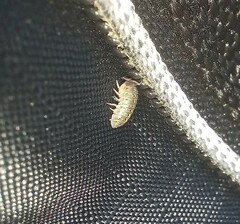 Armadillidium versicolor