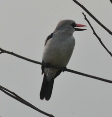 Halcyon senegalensis