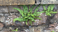 Asplenium trichomanes