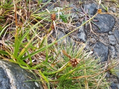 Carex flava