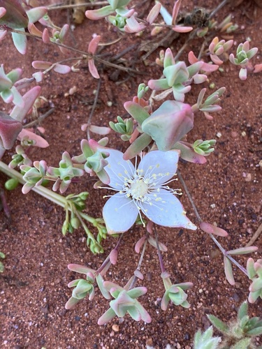 Gunniopsis rodwayi, 2022-08-23