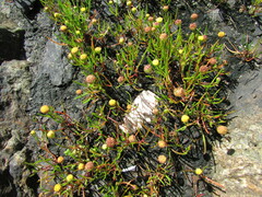 Cotula coronopifolia