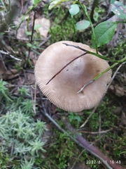 Amanita fulva