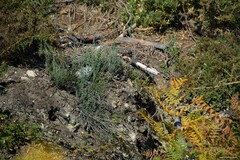 Ulex europaeus