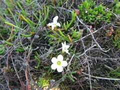 Oxalis pusilla