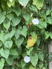Calystegia silvatica
