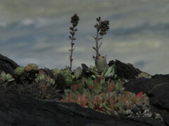 Crassula tomentosa