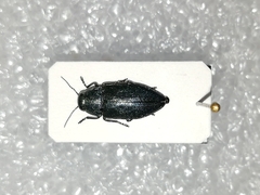 Phaenops cyanea