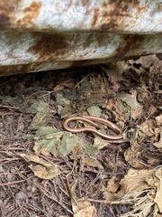 Anguis fragilis