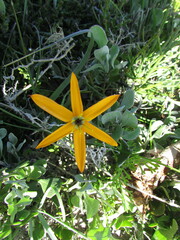 Pauridia linearis