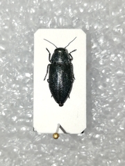Phaenops cyanea