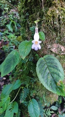 Gesneriaceae