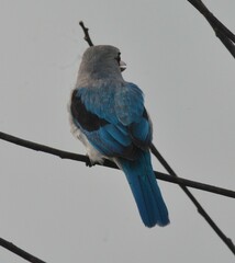 Halcyon senegalensis