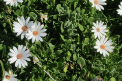 Dimorphotheca cuneata