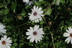 Dimorphotheca pluvialis