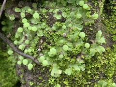 Asterella