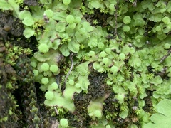 Asterella