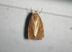 Cosmia trapezina