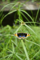 Junonia orithya