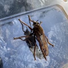 Asilus crabroniformis